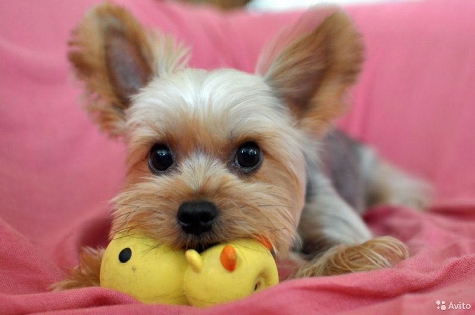 Йоркшир терьер