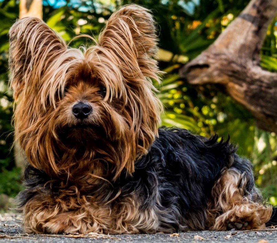 Королевский чихуахуа