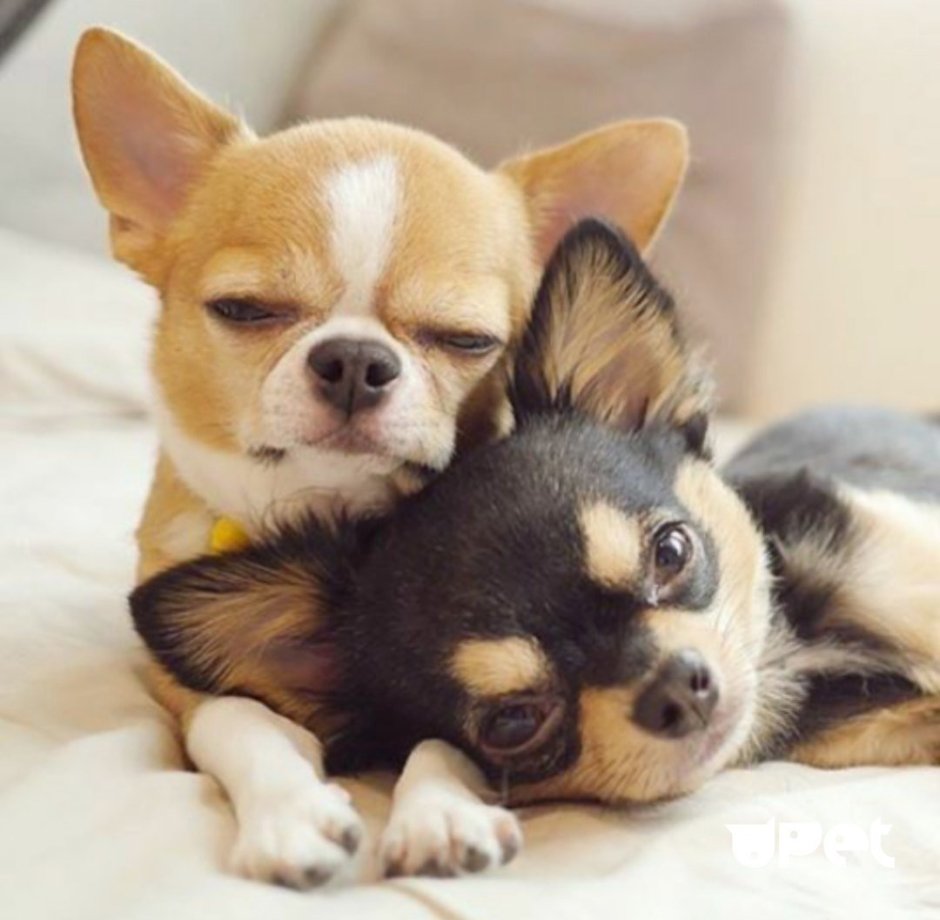 Маленькая собачка Папильон