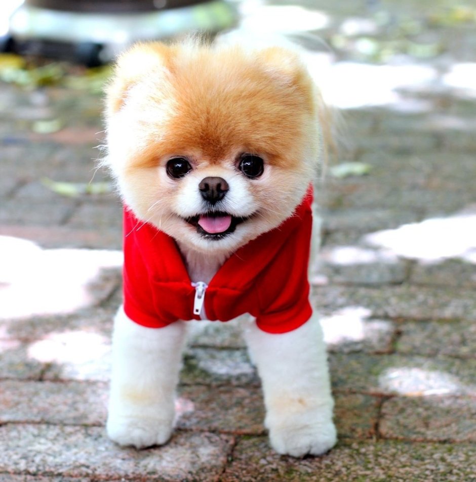 Померанский Йорик