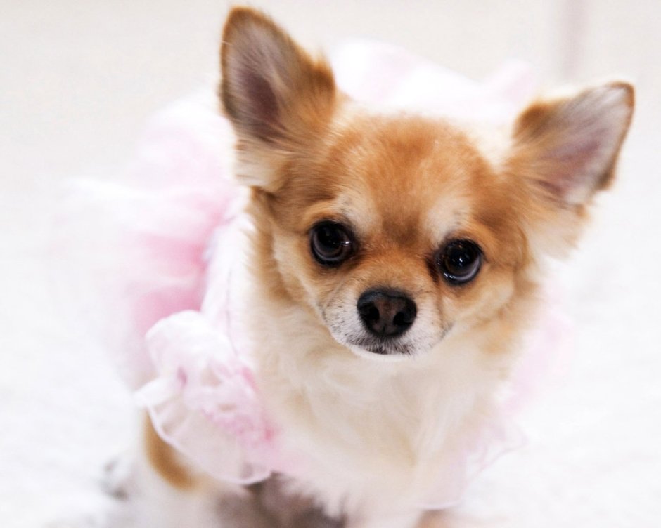 Мальтипу собака