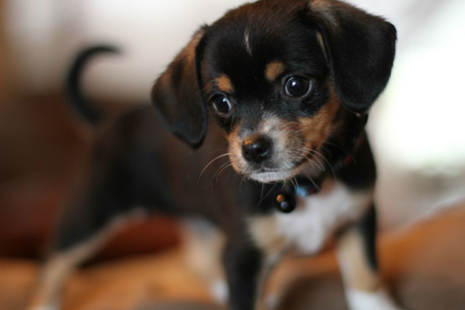 Маленькинсобачки породы