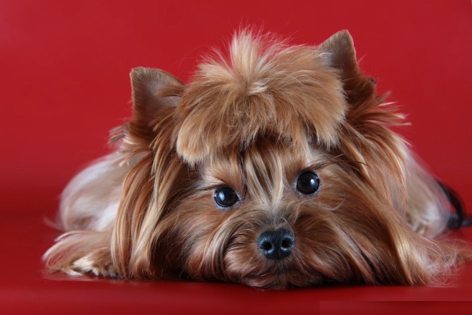 Йоркширский терьер