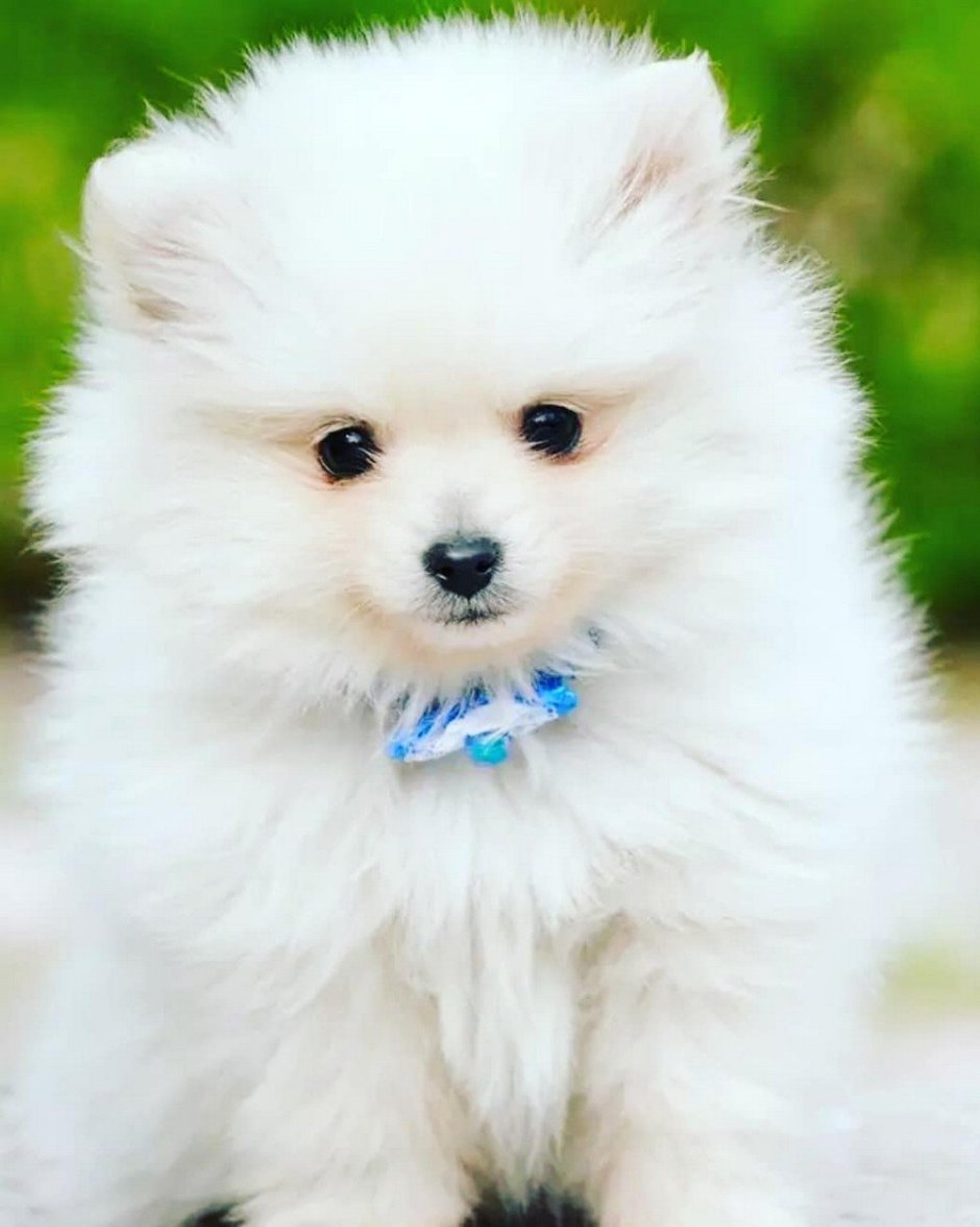 Йертеркшерийский терьер