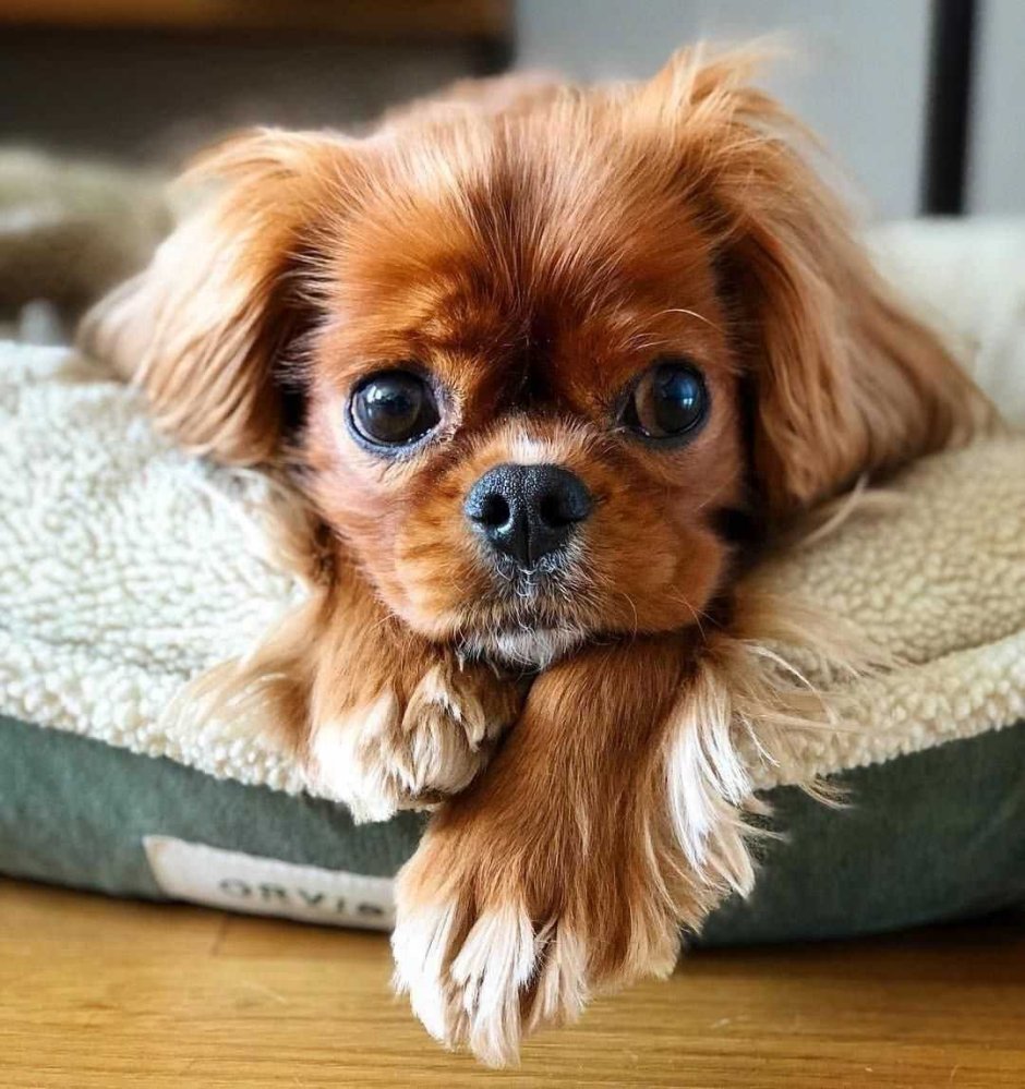 Йоркширский терьер длинношерстный