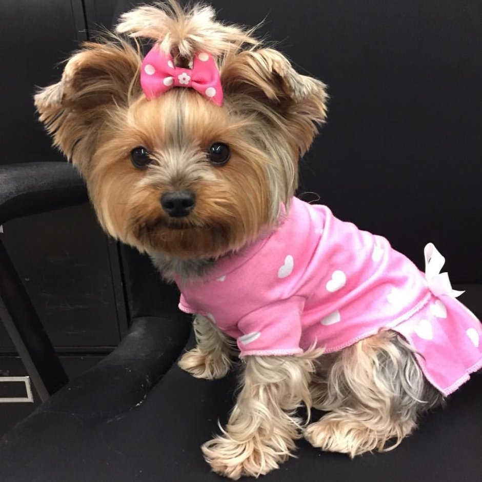 Померанский шпиц Тедди