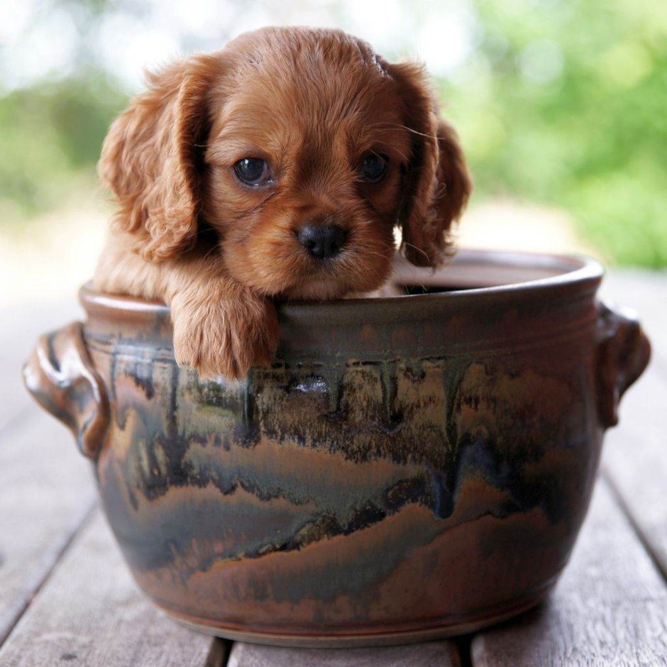 Йоркширский той терьер