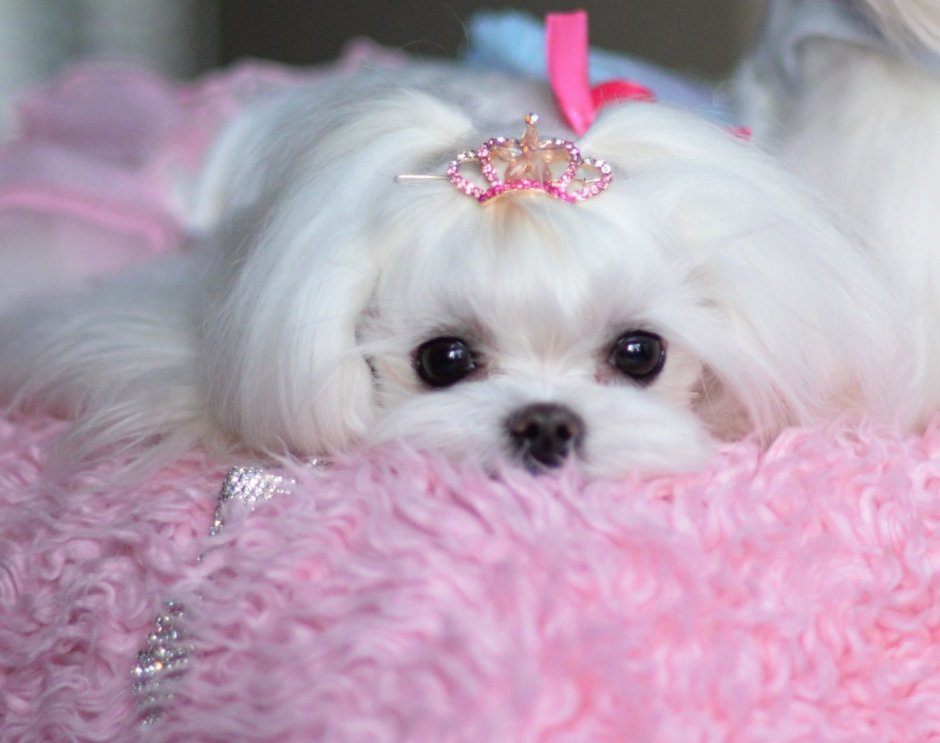 Чихуахуа кобби короткошерстный