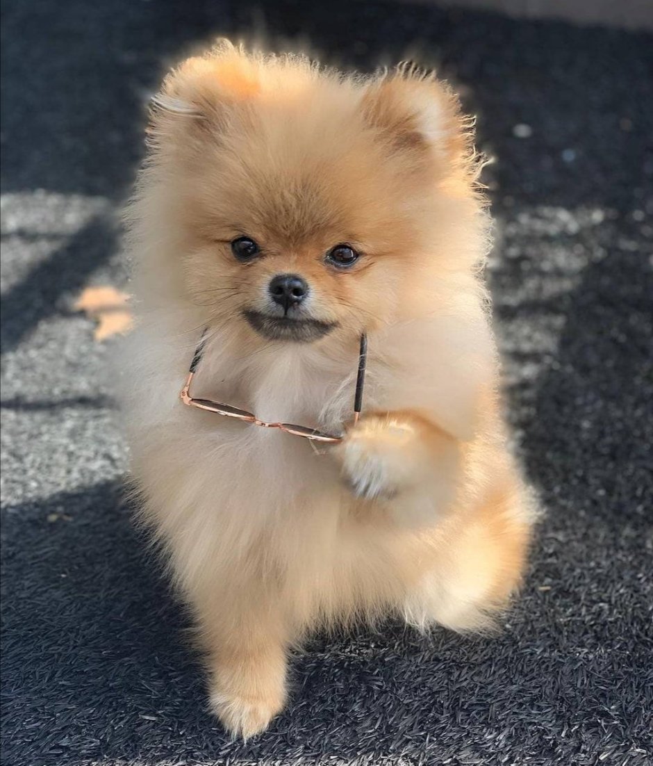 Китайский померанский шпиц белый