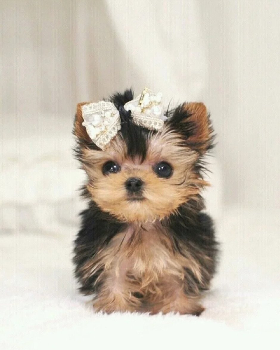 Йоркширский терьер мини