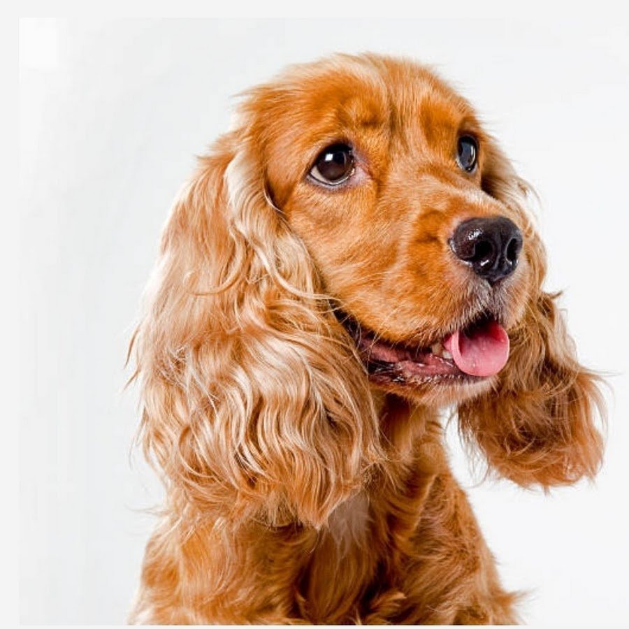 Британский кокер спаниель щенок