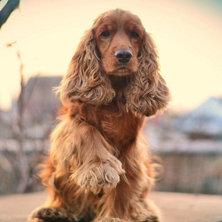 Шотландский кокер спаниель