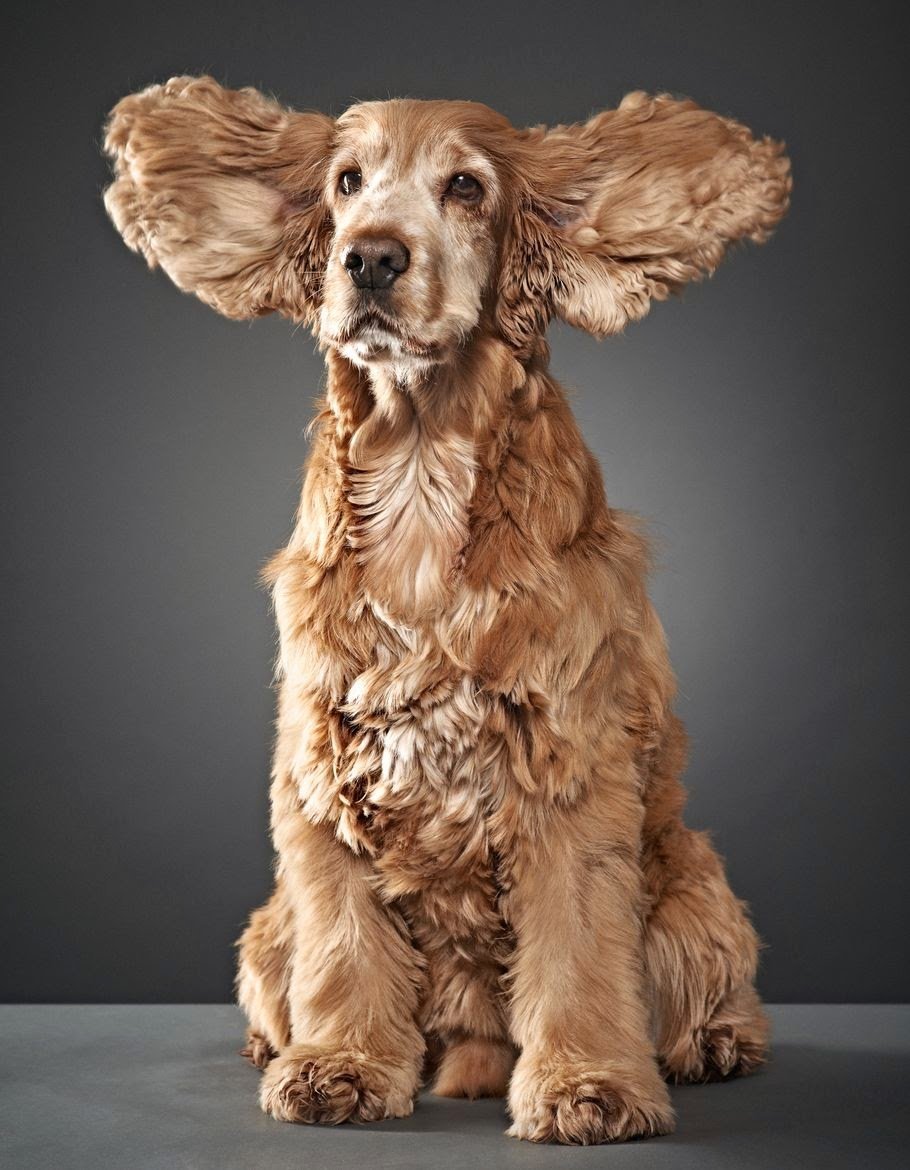 Золотой кокер спаниель