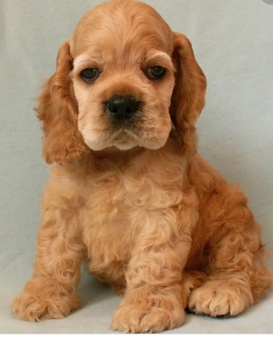 Золотистый пудель