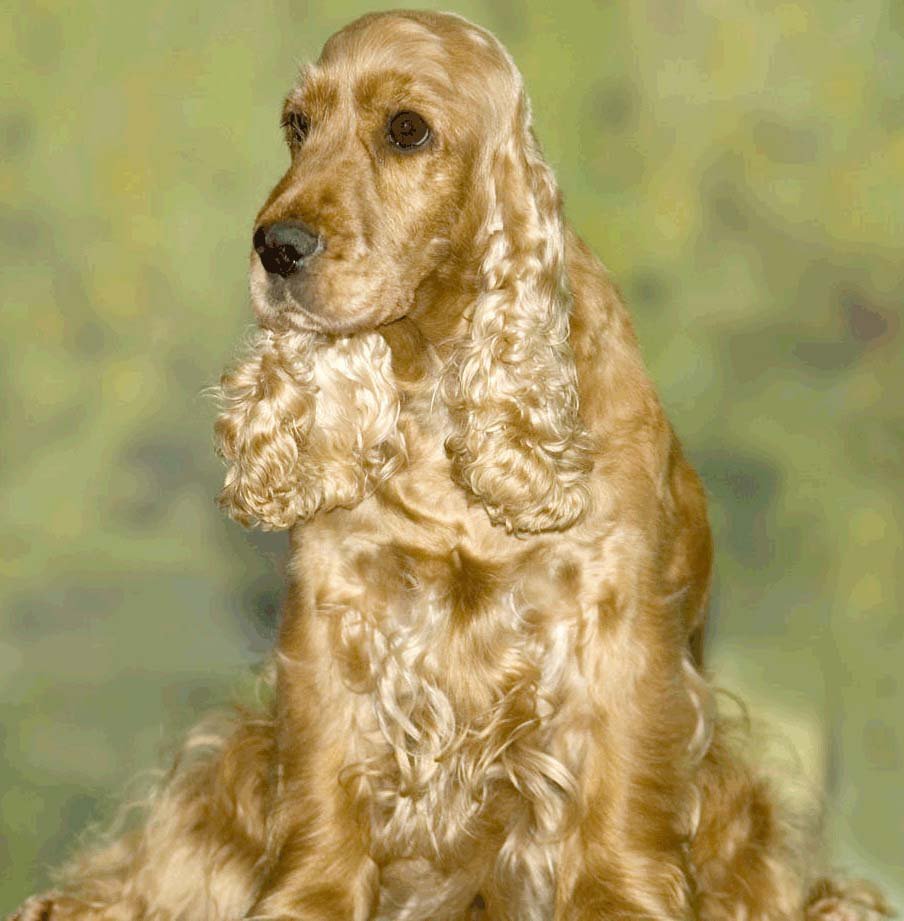 Пудель мальтипу