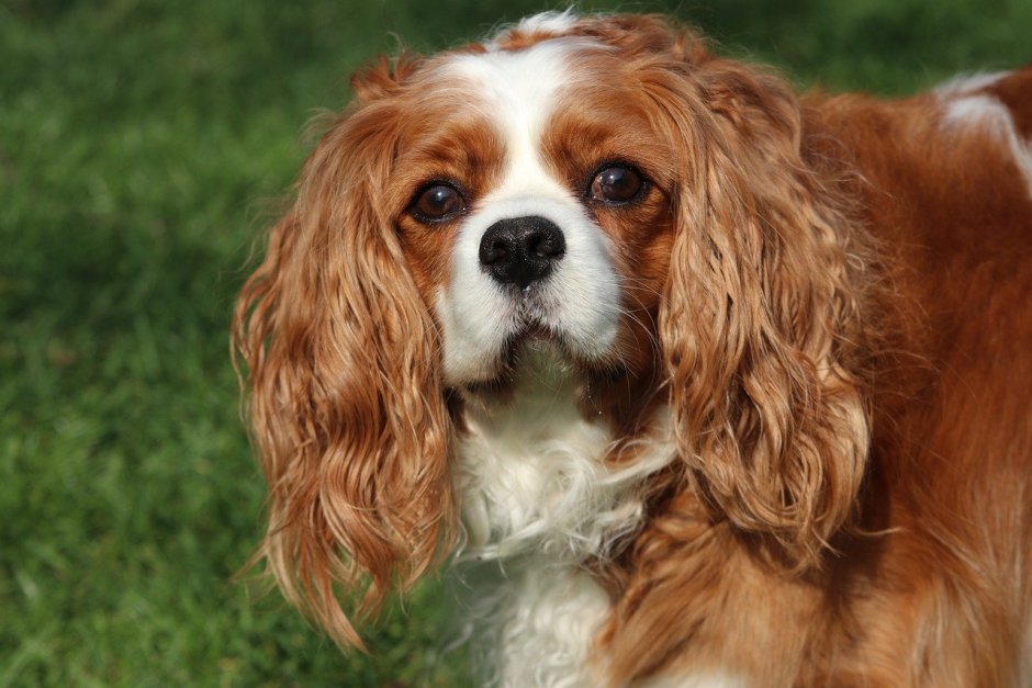 Кавалер-Кинг-Чарльз-спаниель фото