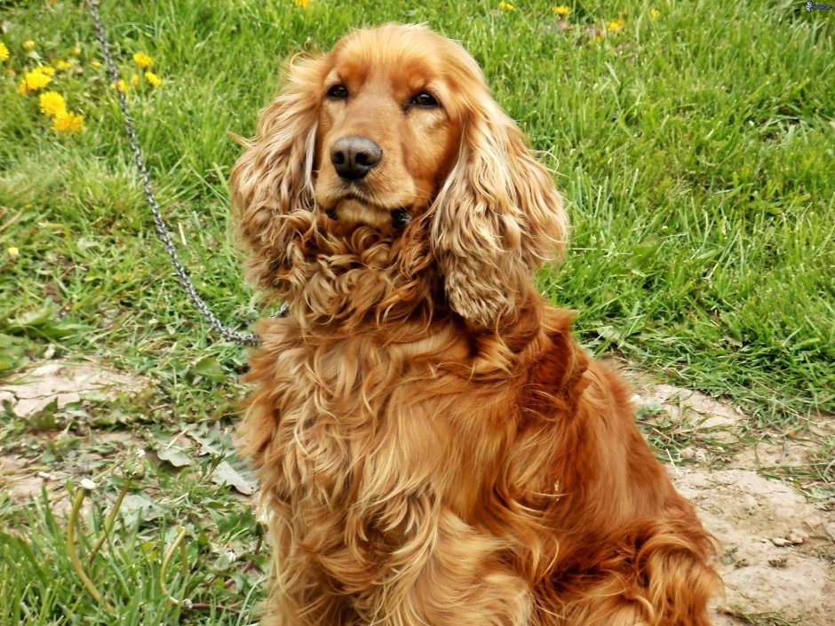 Английскийкоккоер спаниель