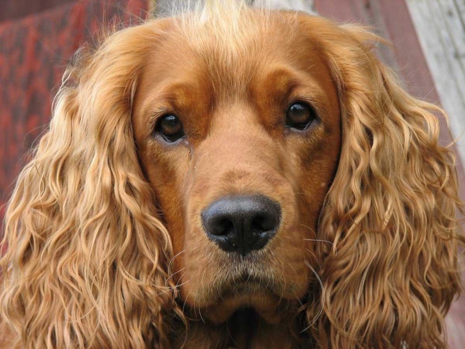 Английский кокер-спаниель