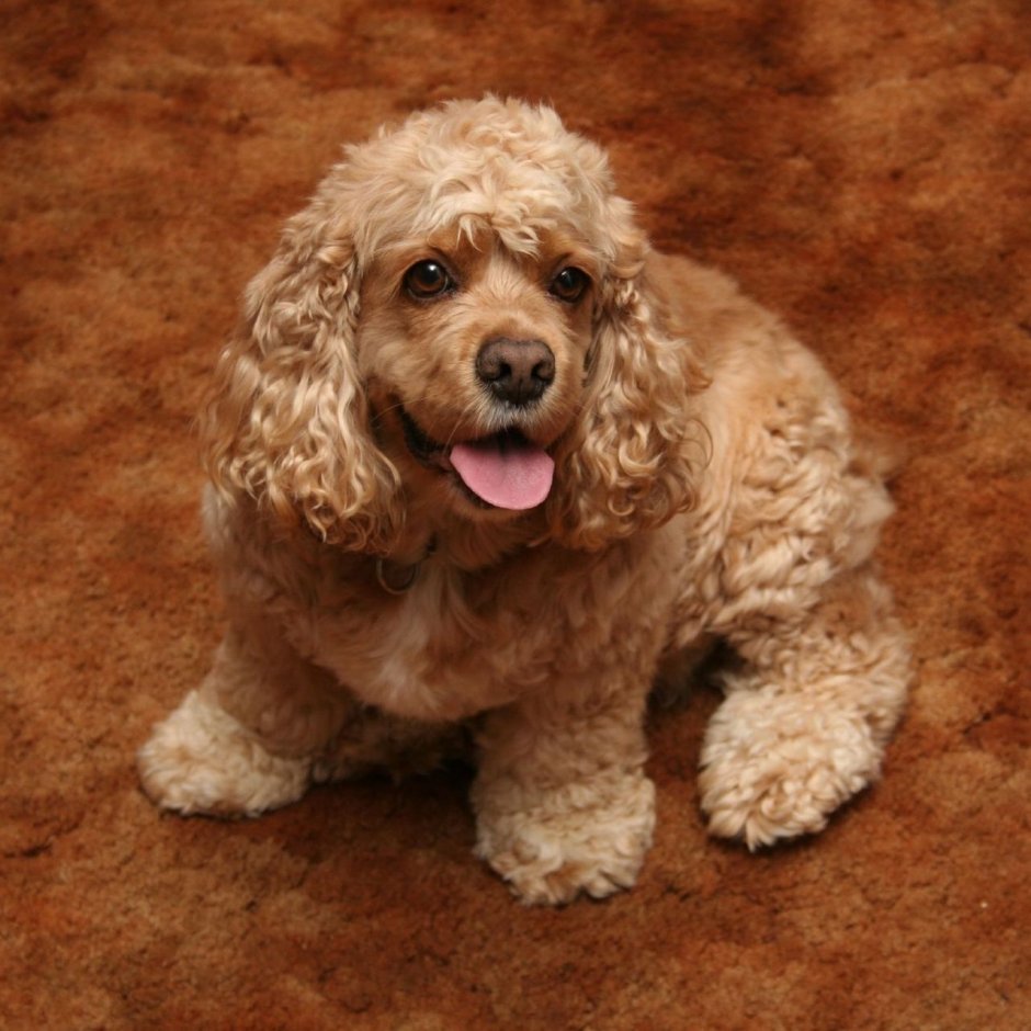 Ирландский кокер спаниель