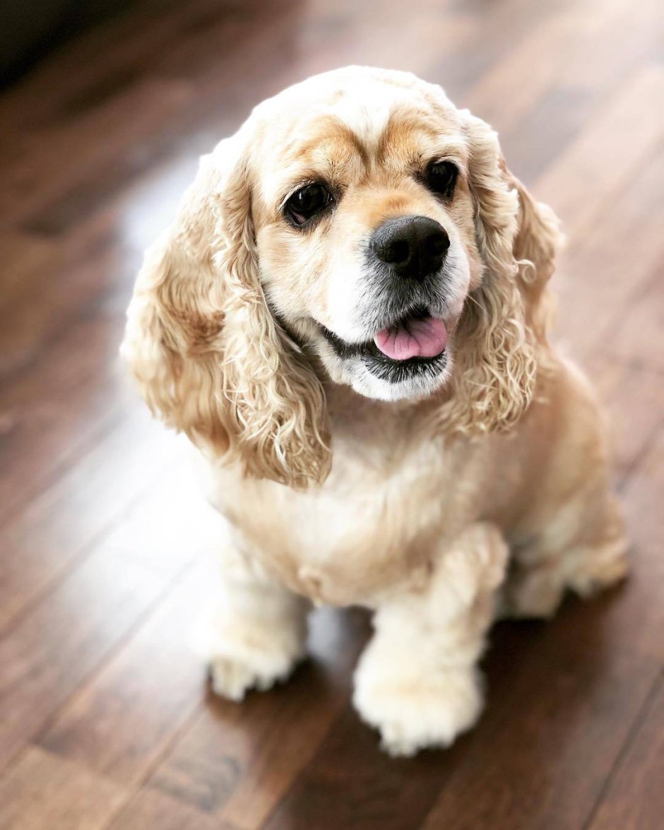 Английский Кокос паниель