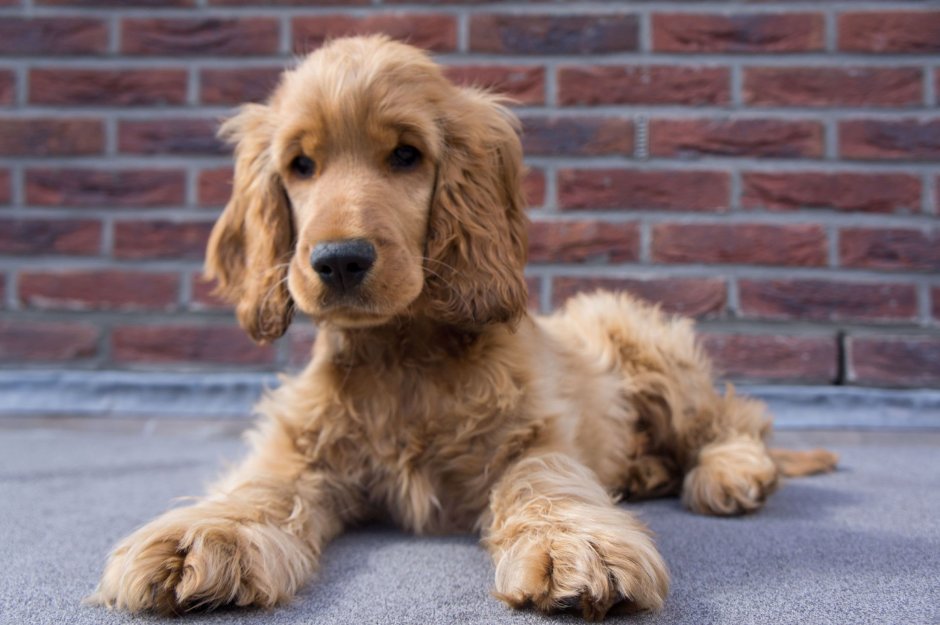 Британский кокер спаниель