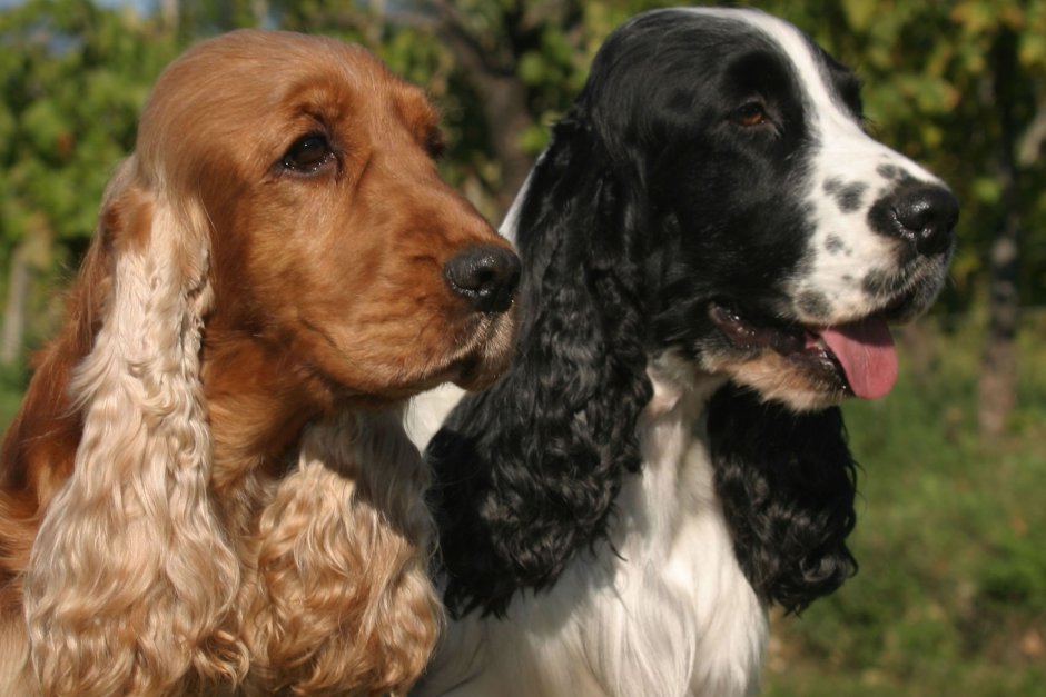 Кокер спаниель собака