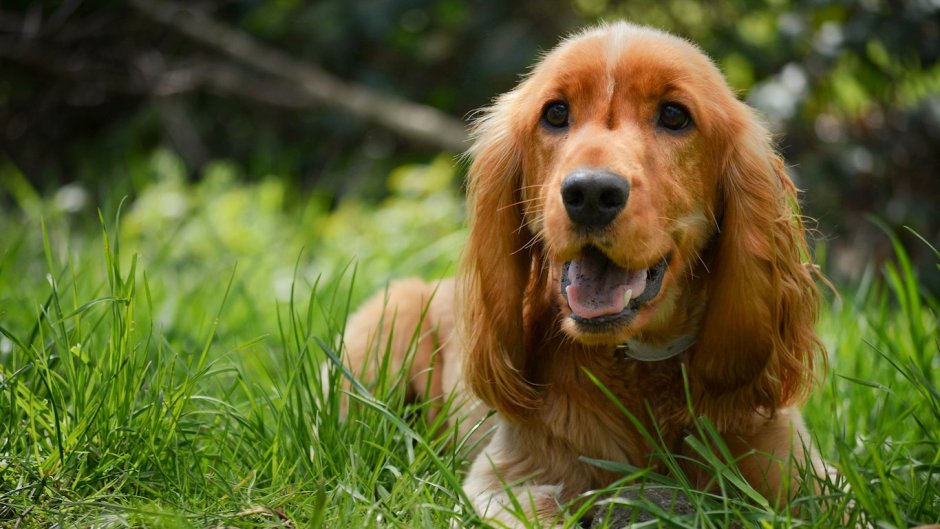 Британский кокер спаниель