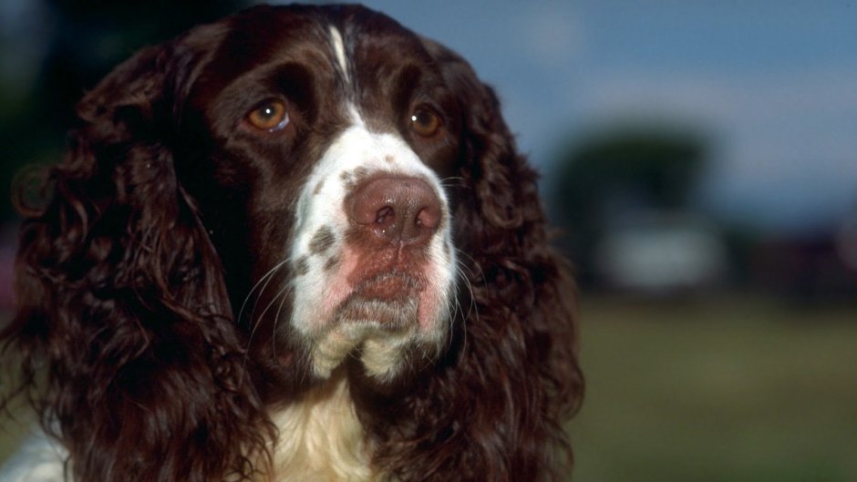 Пудель Сьюзи