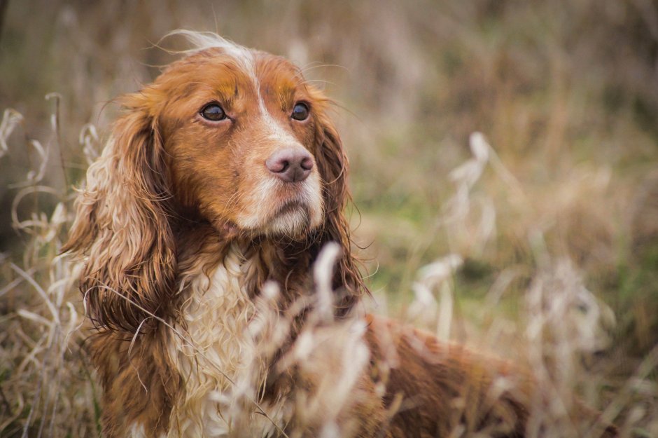 Англизкаякокер спаниель