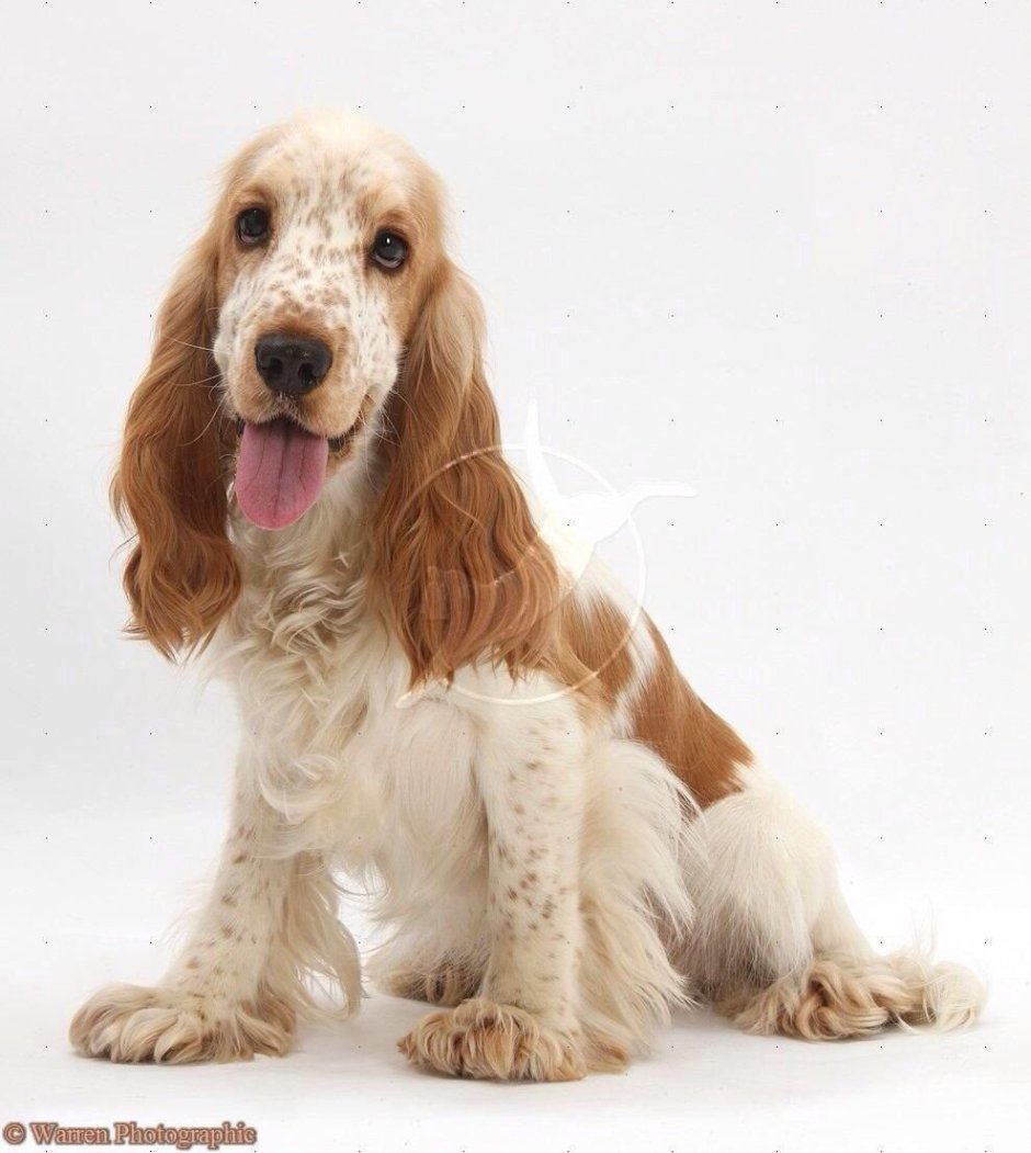 Английский кокер-спаниель