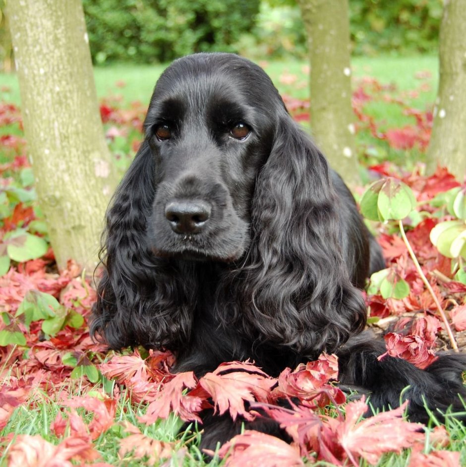 Английскийкокенл спаниель