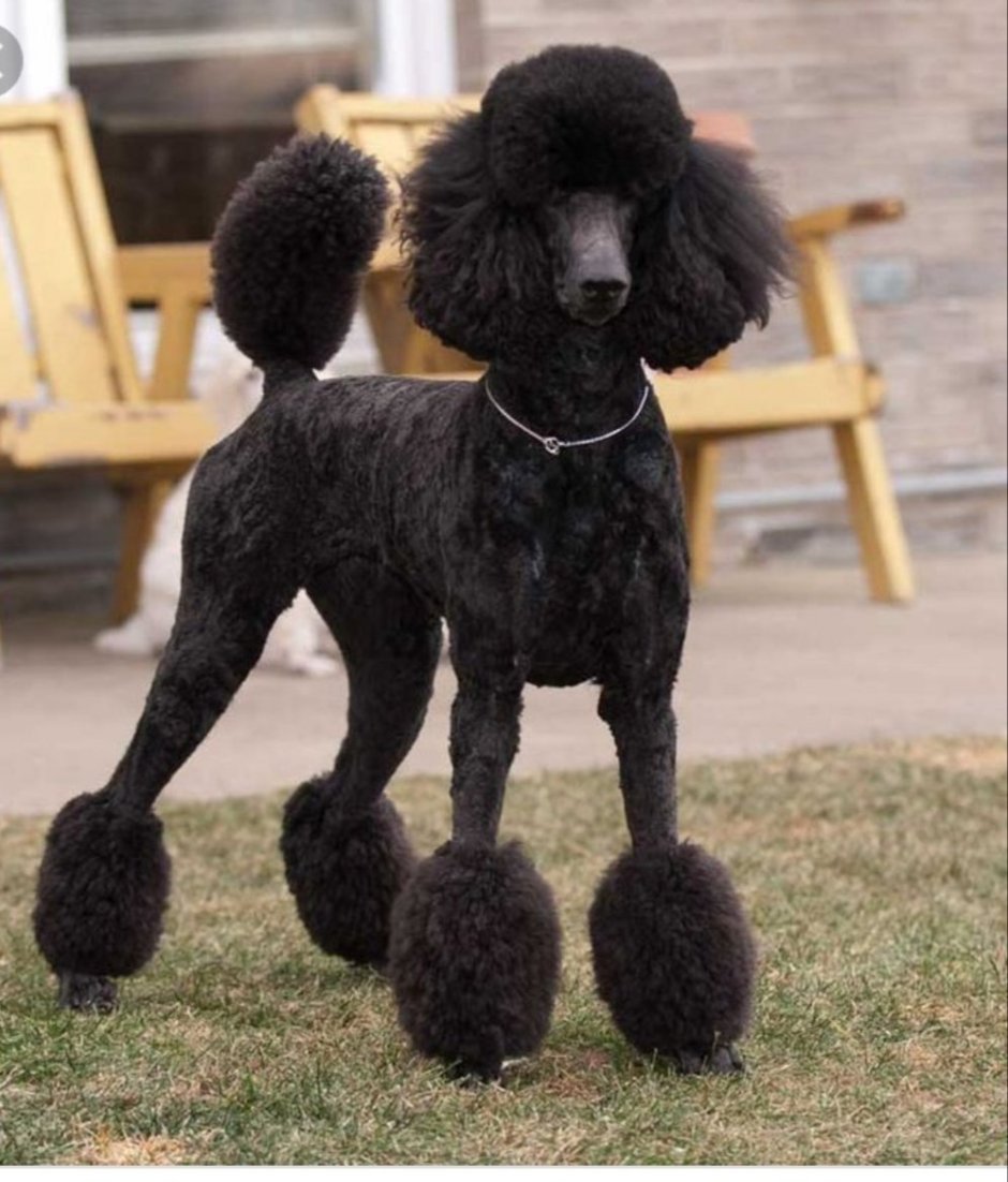 Американский кокер спаниель