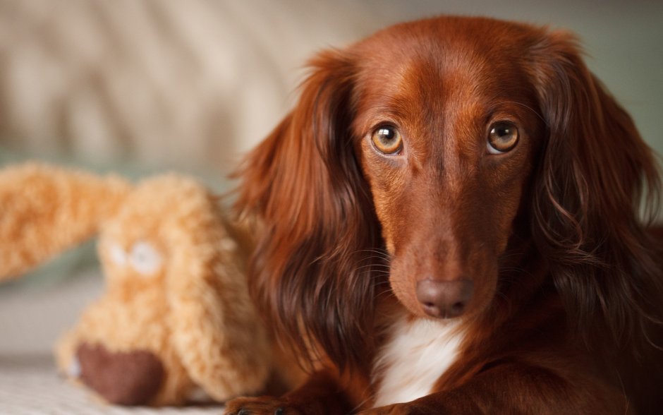 Французский пудель карликовый