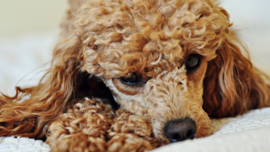 Порода австралийский лабрадудель