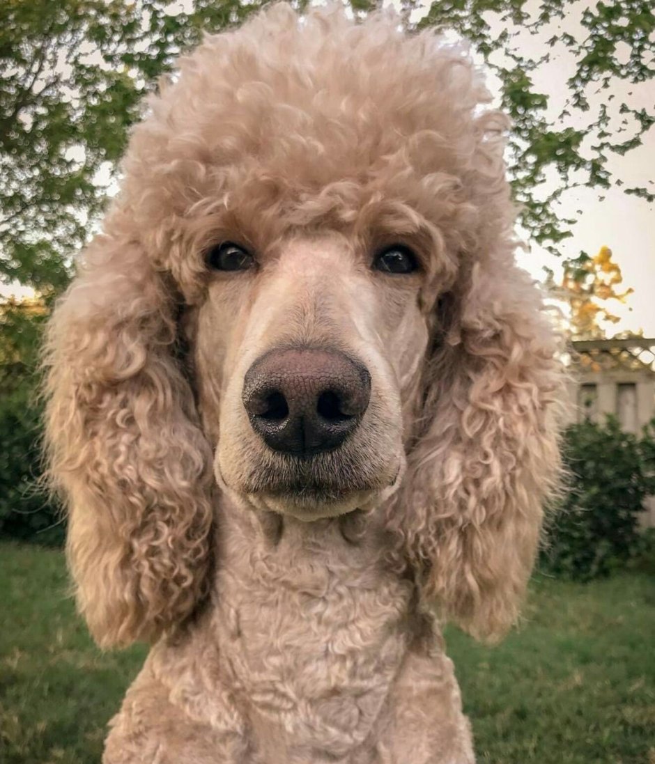 Английский Кокос паниель