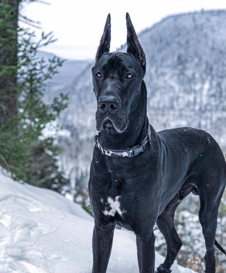 Great Dane собака