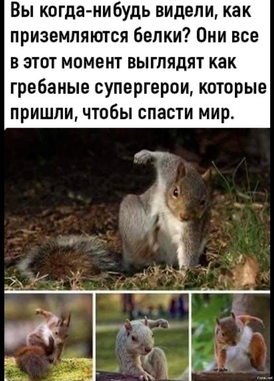Две белочки