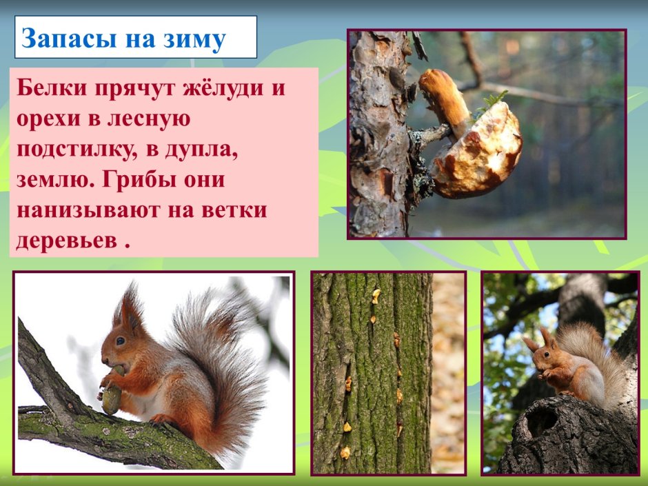 Белочка рисунок для детей