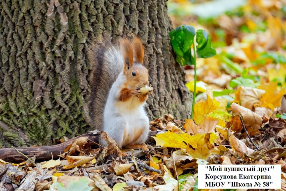 Белка улыбается