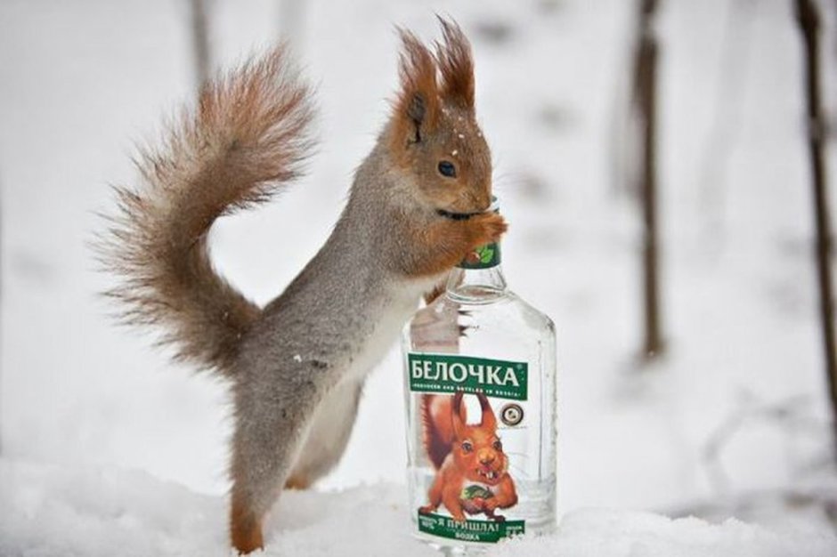 Белка спит