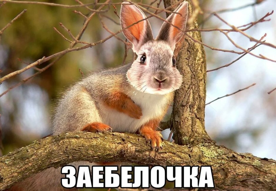 Песчаная белка