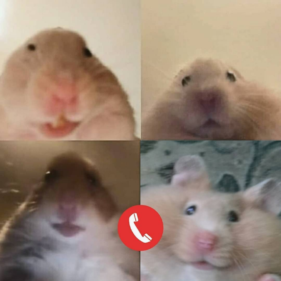 Смешной хомяк Мем