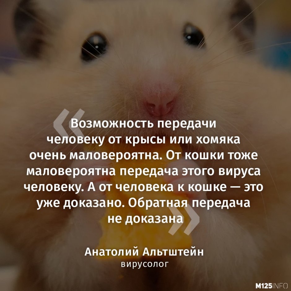 Имя для крысы или хомяка