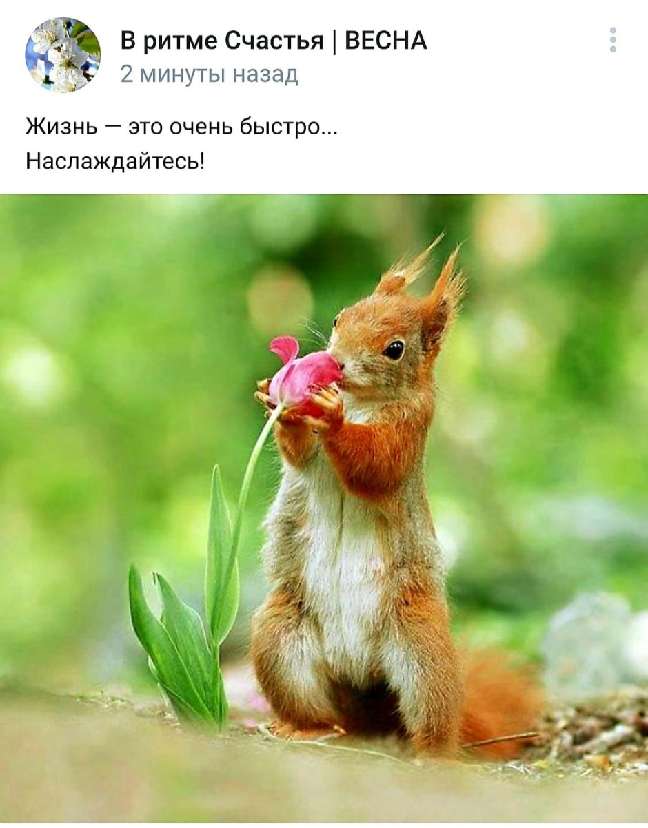 Запасы белочки