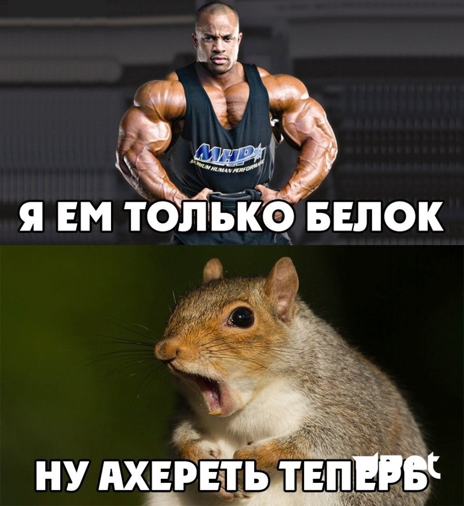 Белочка путешественница