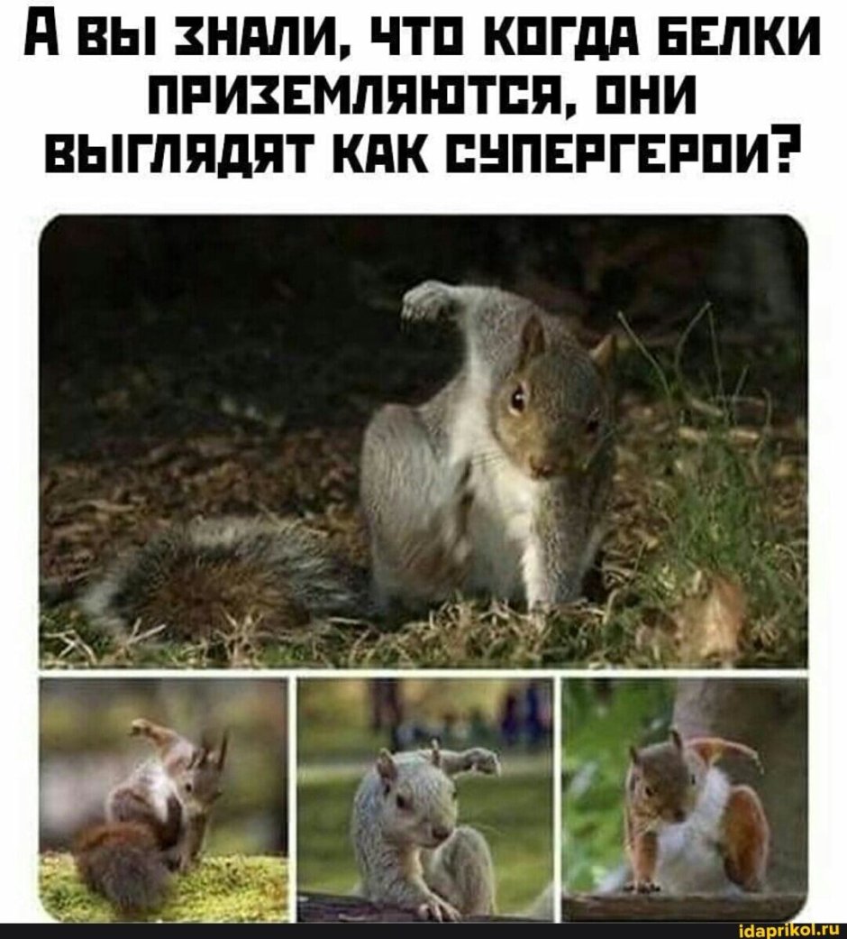 Белка с бутылкой