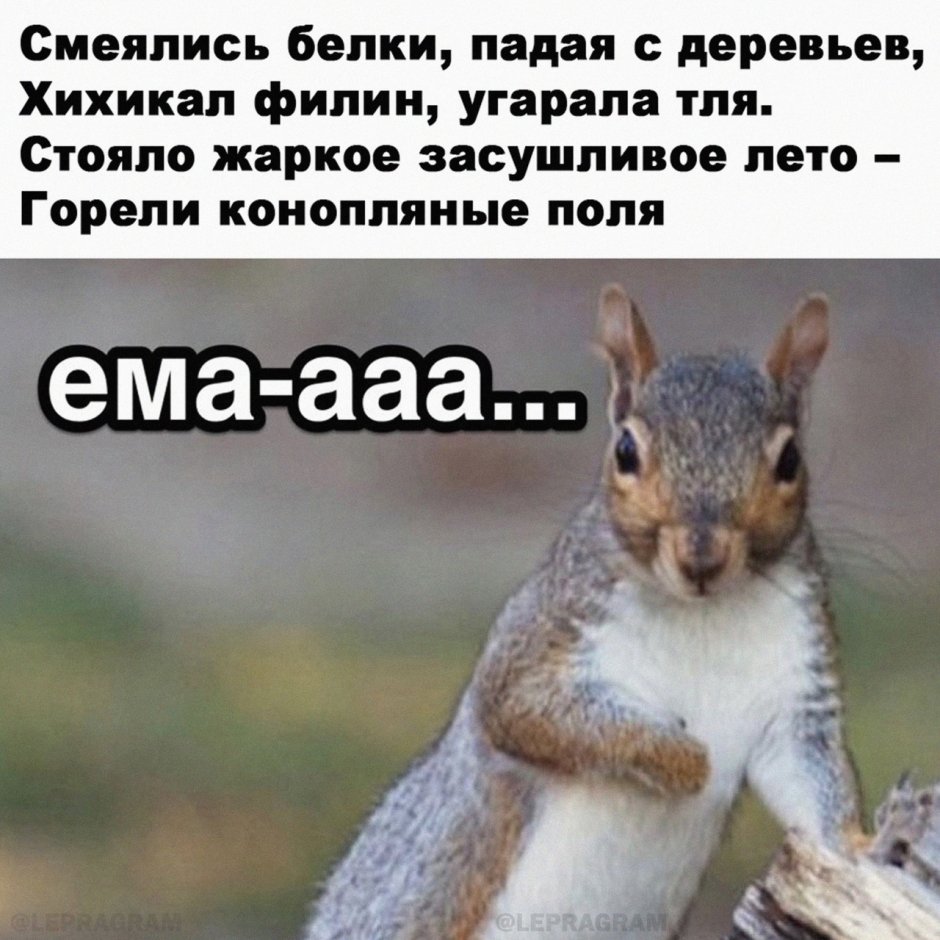Белочка застряла яичками в заборе