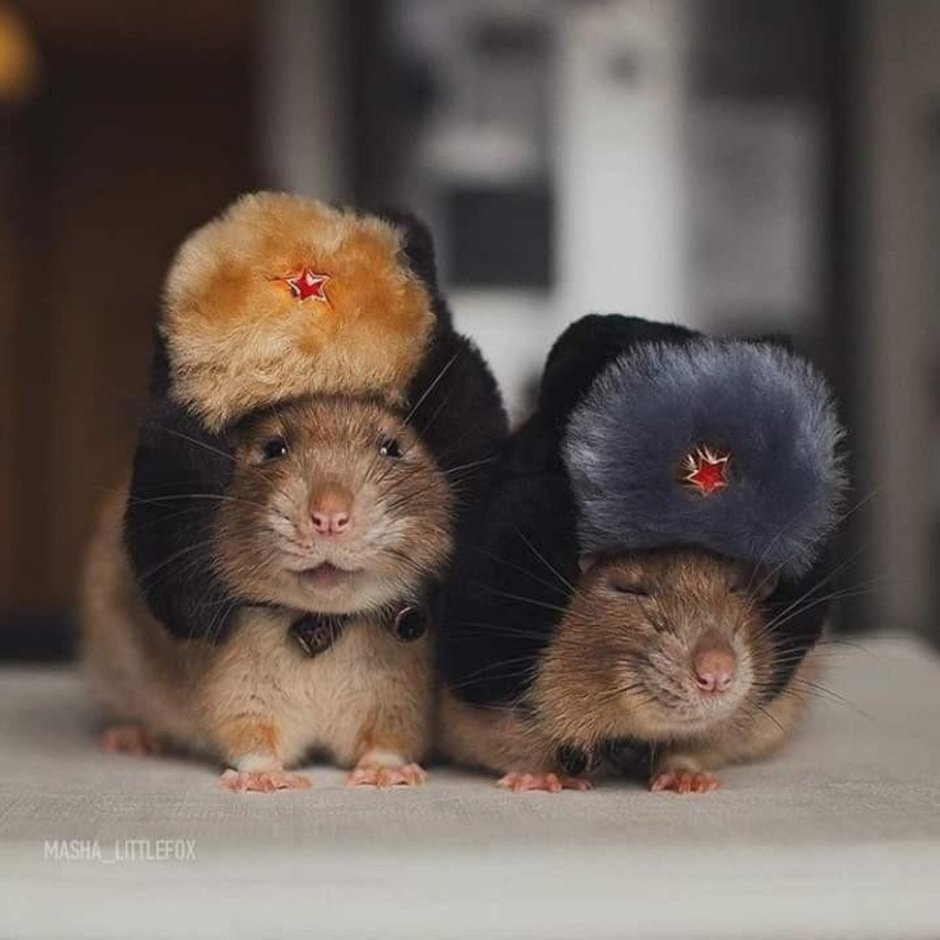 Крыски подружки