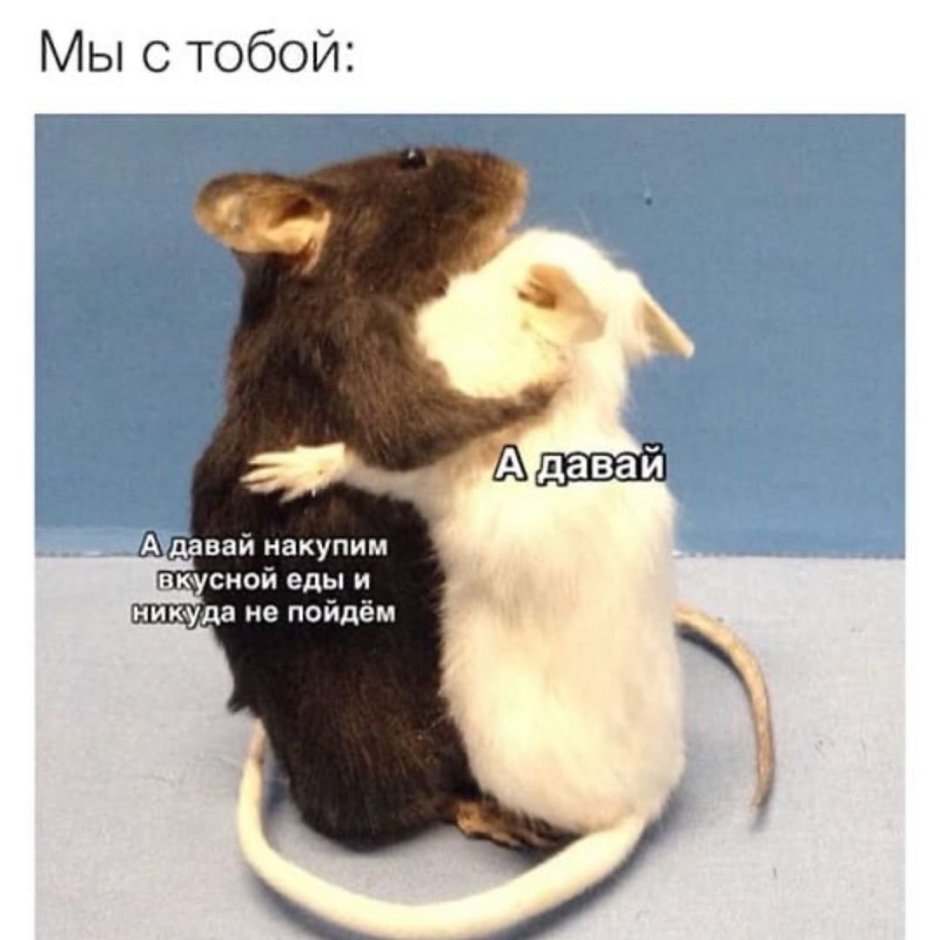 Две крысы Мем