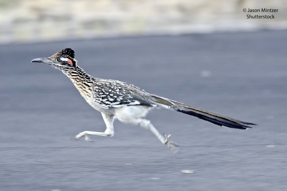 Geococcyx californianus